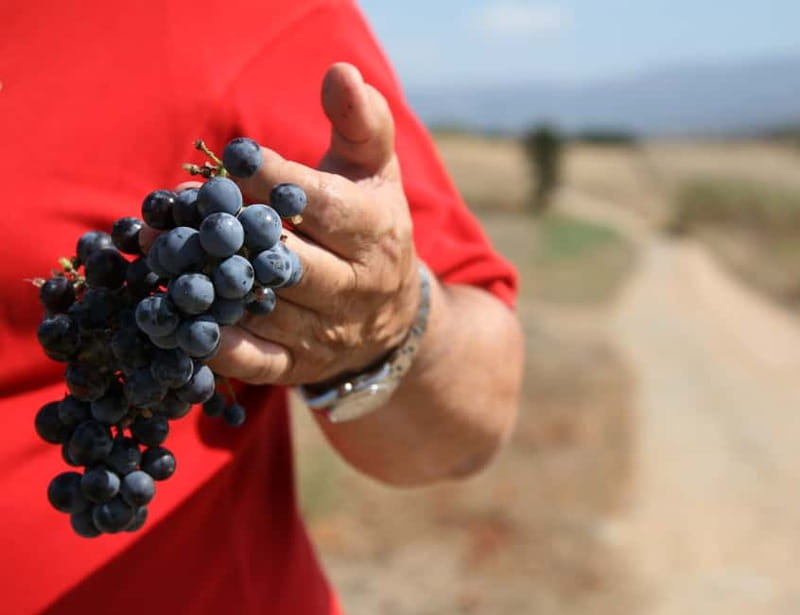 Sardinia: Winery Tour and Wine Tasting Experience - Key points to know before you go