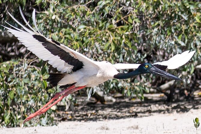SCENIC AND PREHISTORIC CRUISE - Sparkling Wine & Gourmet Platters - Wildlife watching across the bay