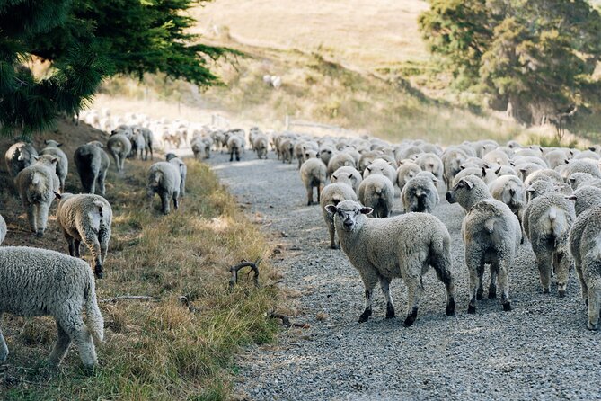 Sheep Farm Day Trip from Christchurch + Lunch and Winery visit. - Wine tasting at Georges Road Wines