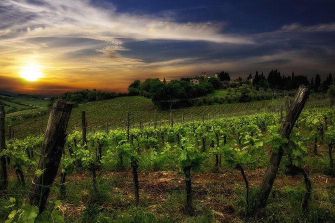 Siena: A Wine Tour and Tasting Experience - Who should book this Siena wine visit?