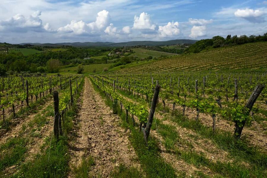 Siena: Organic Winery Tour and Wine Tasting - Who should book the La Lastra experience?