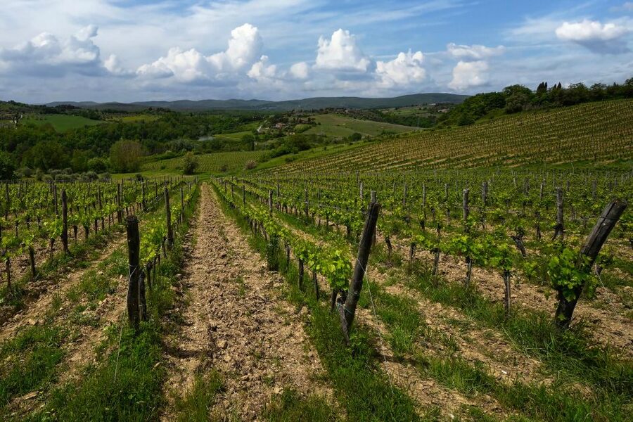 Siena: Organic Winery Tour and Wine Tasting - Seasonal Tuscan food from the farm