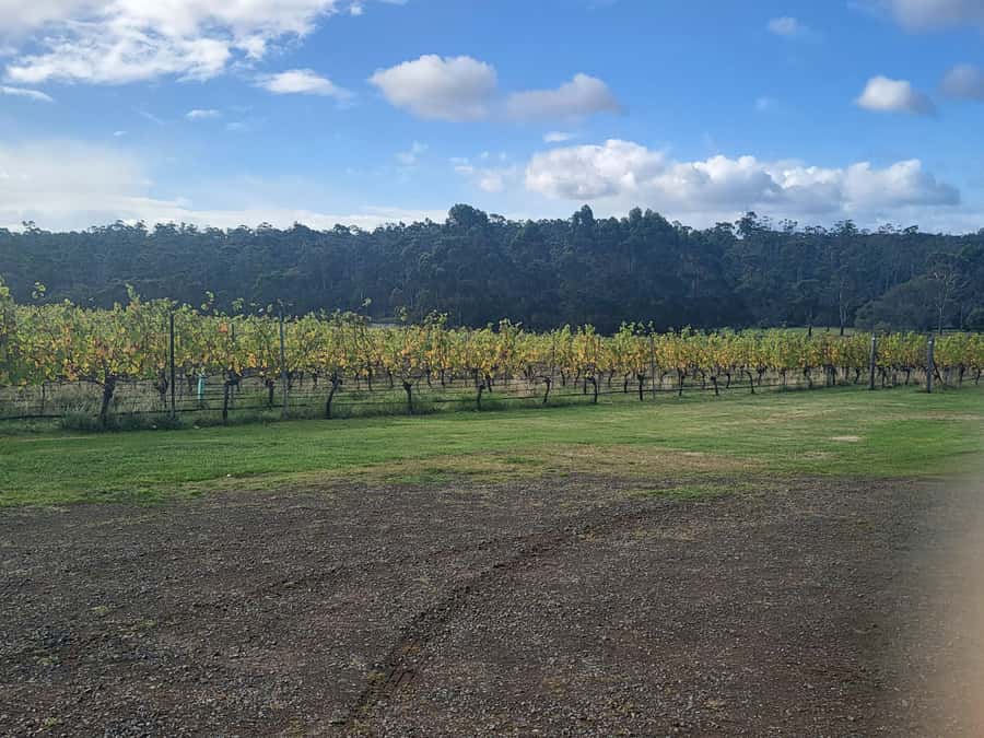 Signature Wine Tour - Hobart & SE Tasmania - Your first taste of the Derwent Valley