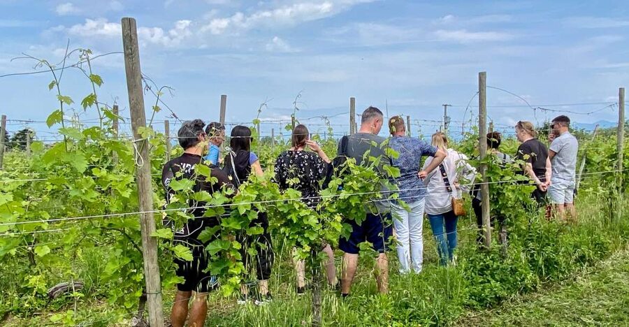 Sirmione: Vineyard Tour with Lugana Wines and Local Tastings - Key points to know before you go