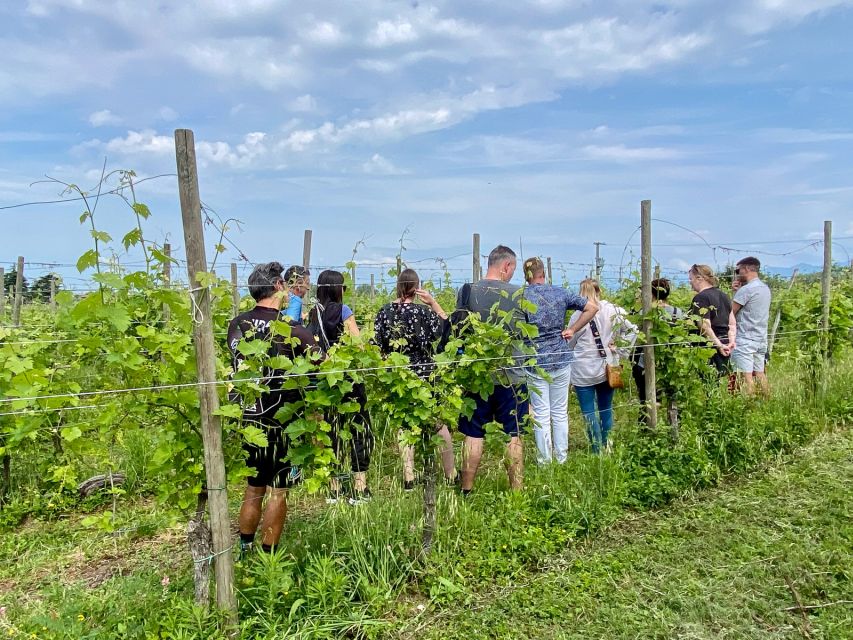 Sirmione: Vineyard Tour with Lugana Wines and Local Tastings - Why this small winery is worth leaving Sirmione