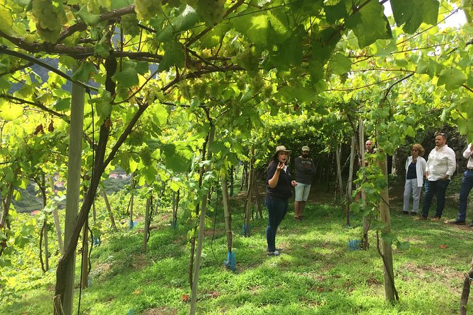Skywalk with Wines Tasting and Vineyards Half day 4x4 Adventure - From Funchal Pickup to Cabo Girão