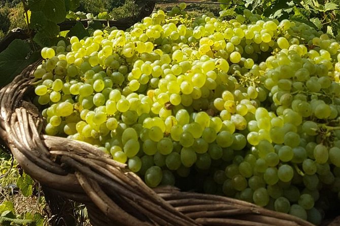 Skywalk with Wines Tasting and Vineyards Half day 4x4 Adventure - Quinta Barbusano and the Steep Vineyards