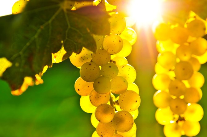 Small Group Napa and Sonoma Full-Day Wine Tour from San Francisco - Who will enjoy this day most