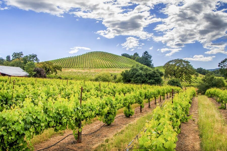 Sonoma Valley: Guided Winery Tour with Picnic Lunch - The picnic lunch breaks up the tastings