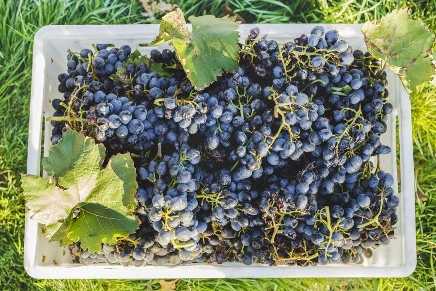 Sonoma Valley: Guided Winery Tour with Picnic Lunch - Practical details before you book