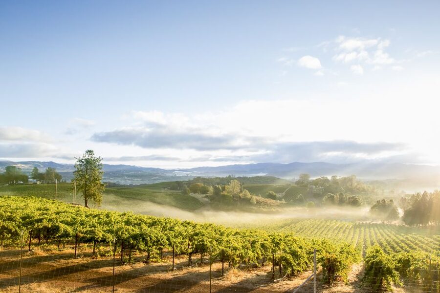 Sonoma Valley: Guided Winery Tour with Picnic Lunch - Should you book the Sonoma Valley winery tour?