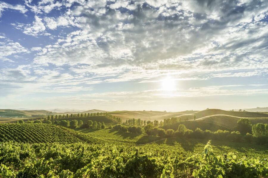 Sonoma Valley: Guided Winery Tour with Picnic Lunch - What the seven-hour day feels like