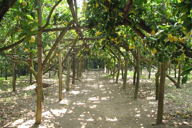 Sorrento Farm and Food Experience including Olive Oil, Limoncello, Wine tasting - Key points at a glance