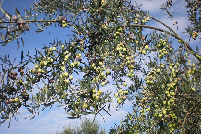 Sorrento Farm and Food Experience including Olive Oil, Limoncello, Wine tasting - Walking through lemons, olives, and hillside terraces