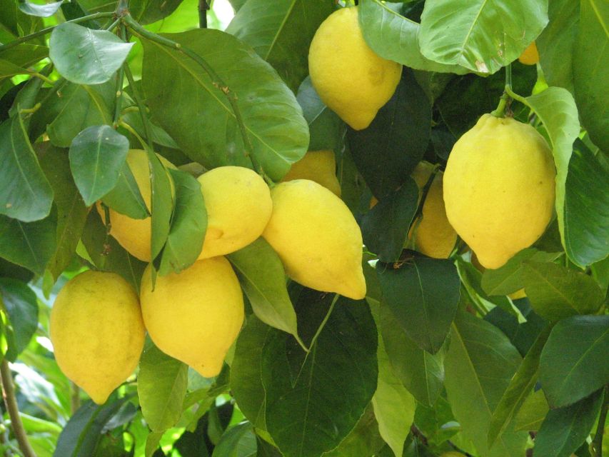 Sorrento: Lemon, Olive Oil and Wine Tasting Tour with Lunch - From Sorrento bus parking to a family farm