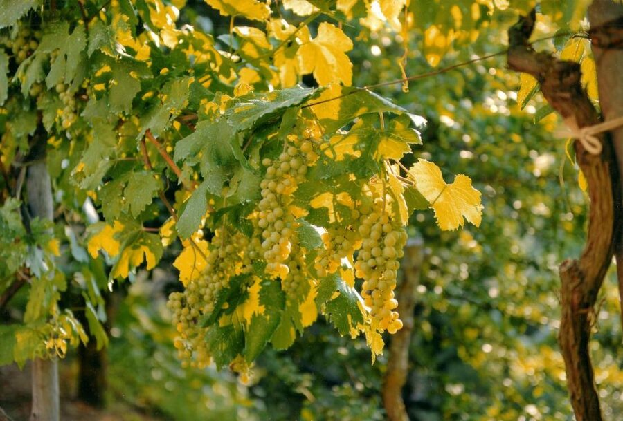 Sorrento: Lemon, Olive Oil and Wine Tasting Tour with Lunch - Walking among olives, bees, animals, and chestnuts