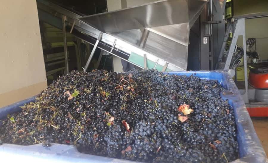 Stellenbosch: Half-Day Wine Tour - Stellenbosch Town: A Short Walk Through Cape Dutch Streets