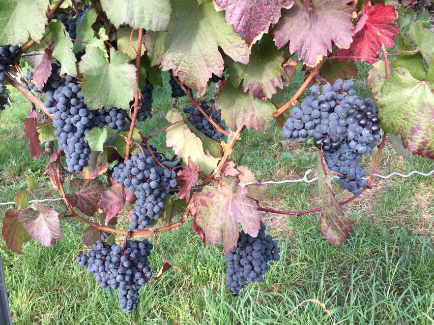 Stuttgart: Guided Wine Walk & Wine Tasting - Key points before you book