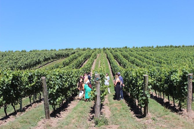 Sussex Vineyard & Winery Bus Tour on Iconic Vintage London Bus - How good is the $201.20 value?