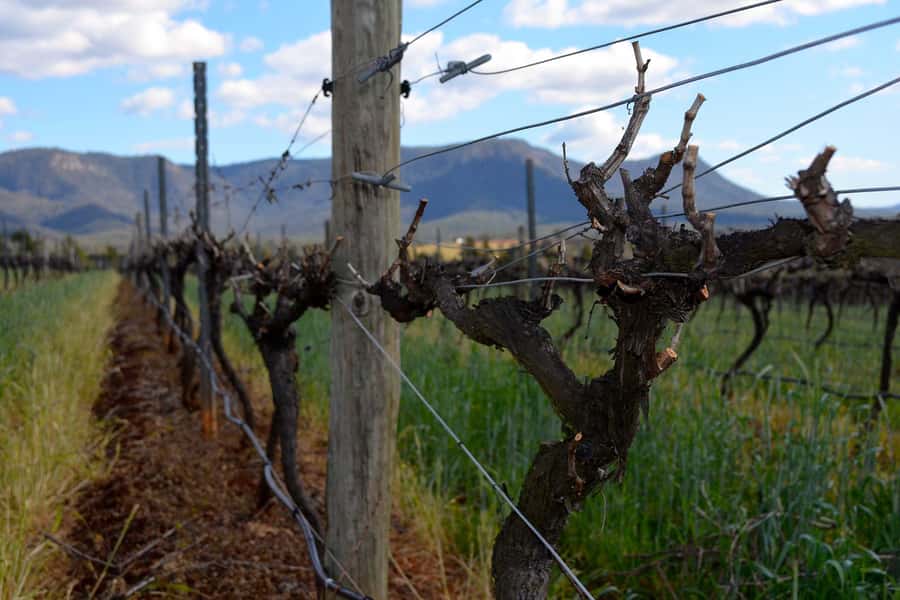 Sydney: Chef-Led Hunter Valley Food & Wine Tour - Optional chocolate and a sweet finish