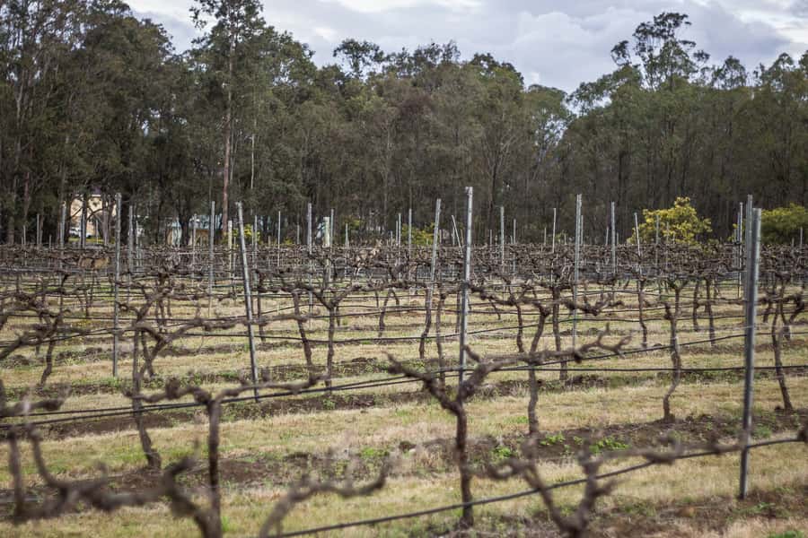 Sydney: Chef-Led Hunter Valley Food & Wine Tour - Dietary needs, age, and practical comfort
