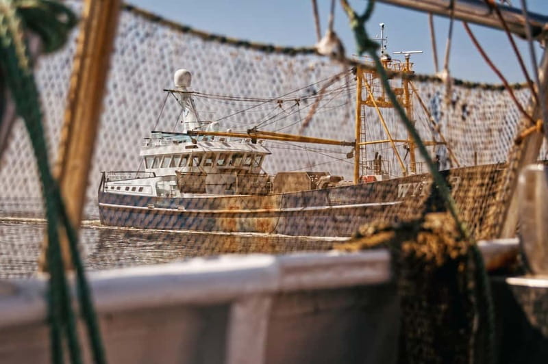 Sylt: Shell safari with boat | incl. Mussel tasting & 1 glass of wine - Starting at Hörnum harbor aboard the Adler VI