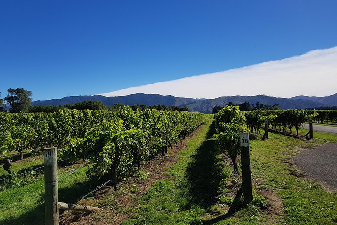 Taste the Valley Wine Tour in Marlborough with Wine Tasting - Sauvignon Blanc and Pinot Noir on the Same Route
