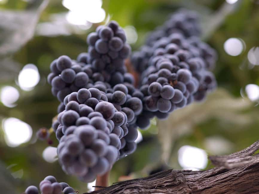 Temecula: 3-Winery Tour with Tastings and Lunch - Key Points Before You Book