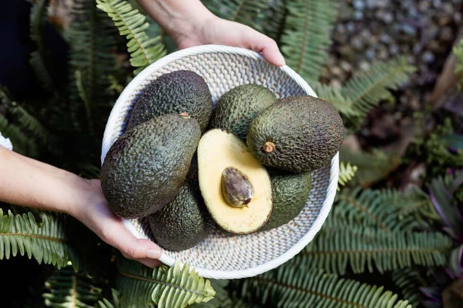Tenerife: Avocado Farm Tour with Tasting Menu & Wine - Key points to know before booking