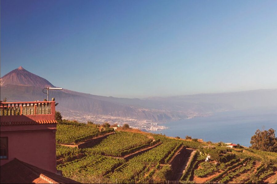 Tenerife: Full-Day Gastronomy and Wine Tour - My verdict: book it if you want food, scenery, and company