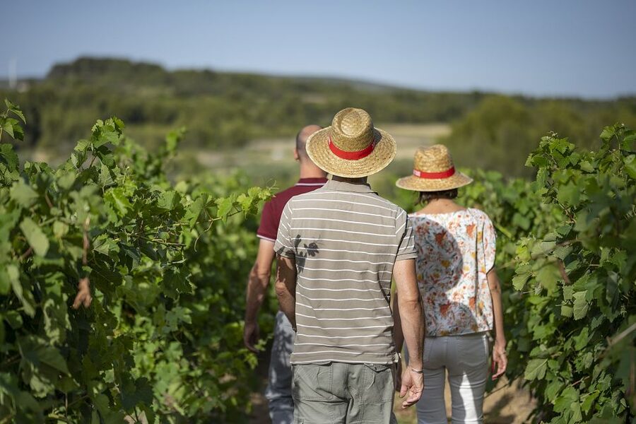 The Châteaux of Grès de Montpellier & Wine Tasting - Who should book this experience?