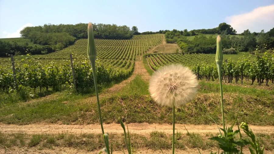 Tokaj: Classic Wine Tasting - Who will enjoy this Tokaj tasting?