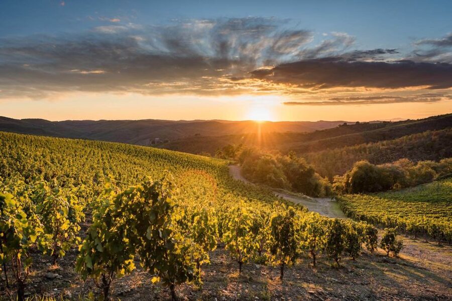 Total Immersion Wine Tour in Chianti - Key points before you book