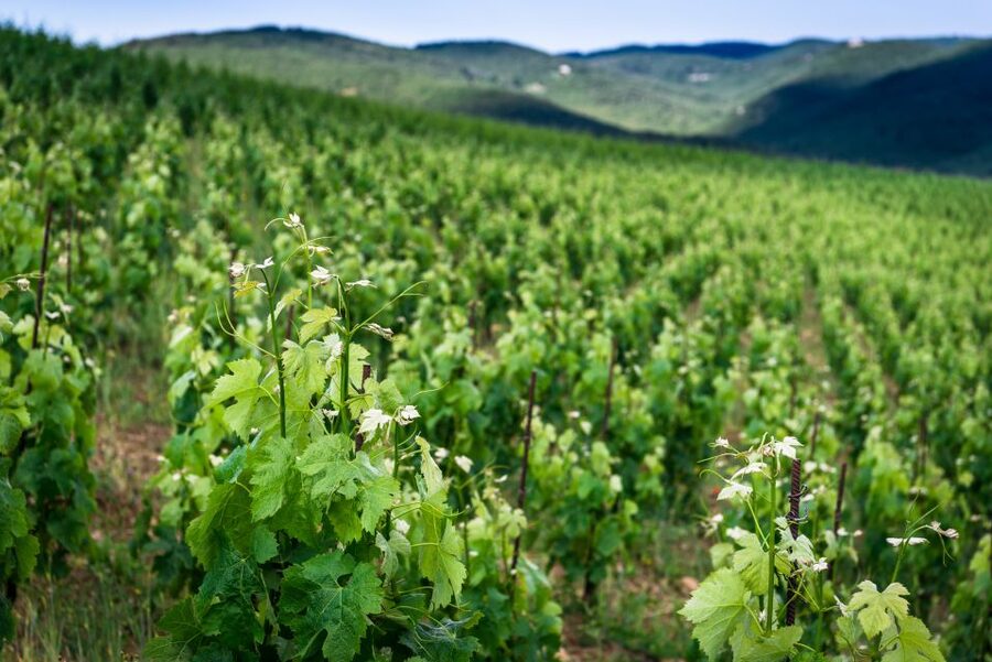 Total Immersion Wine Tour in Chianti - Who will enjoy this Chianti tour?