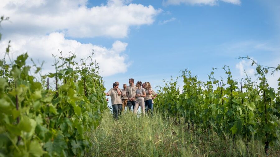 Total Immersion Wine Tour in Chianti - The tasting: five estate products and more