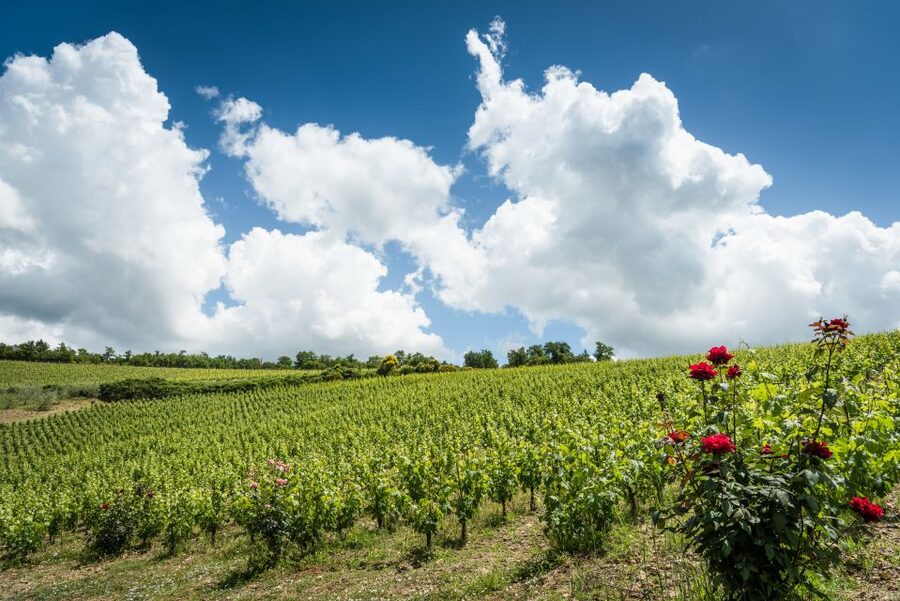 Total Immersion Wine Tour in Chianti - Is the $47 price good value?