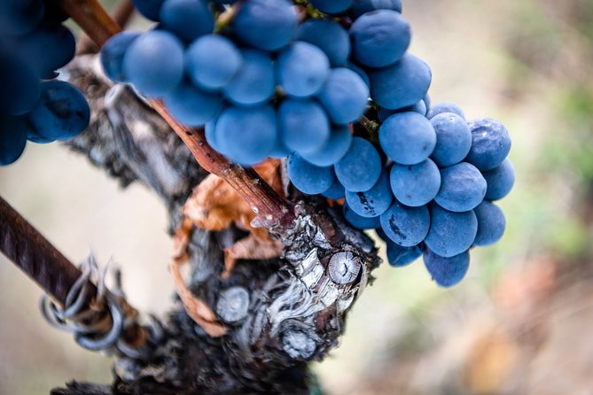 Tour and Tasting at an Organic Winery in the Heart of Chianti Classico Area - The Guide Makes the Difference