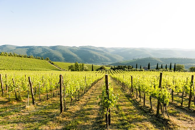 Tour and Tasting at an Organic Winery in the Heart of Chianti Classico Area - Walking Through the Organic Vineyards