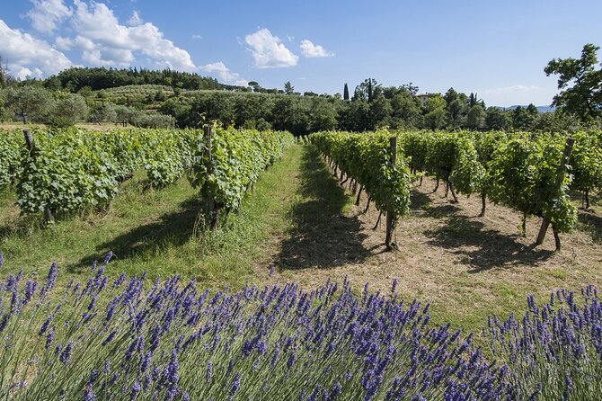 Tour through the vineyards and wine and olive oil tasting in Tuscany - Why the olive oil portion adds value