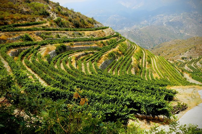 Troodos Mountains Grape Escape: All Inclusive Food & Wine Tour - The winery visit and the changing schedule