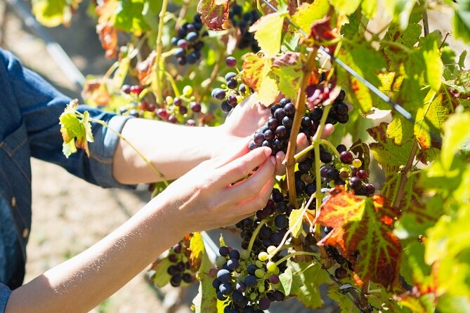 Troodos Mountains Grape Escape: All Inclusive Food & Wine Tour - Full meze lunch with drinks