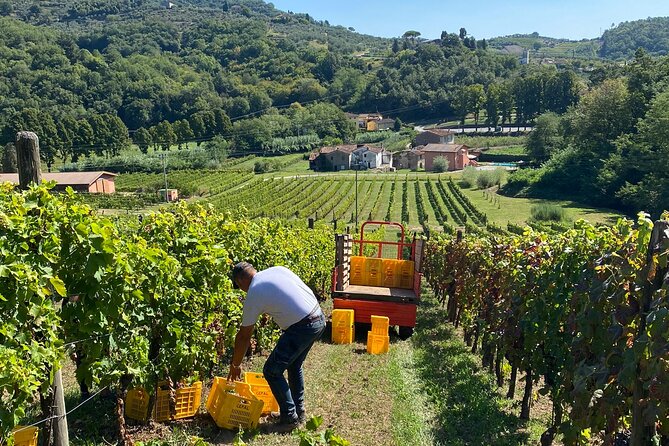 Tuscan Wine Tour in Lucca by van - What the scenery and atmosphere add