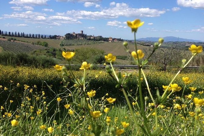 Tuscany Bike Tours Through the Chianti Hills with Wine Tasting - Two hours through vineyards and olive groves