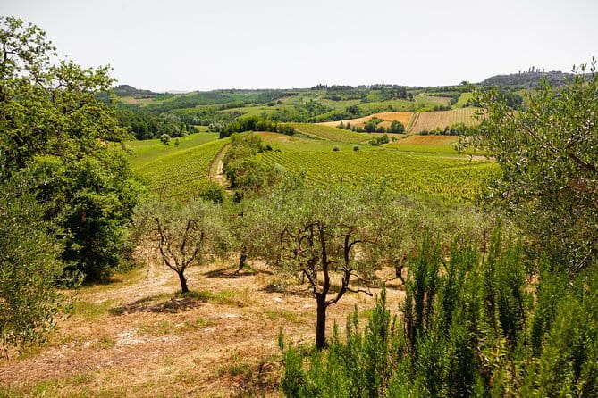 Vines and olive trees on a Chianti hillside above Florence