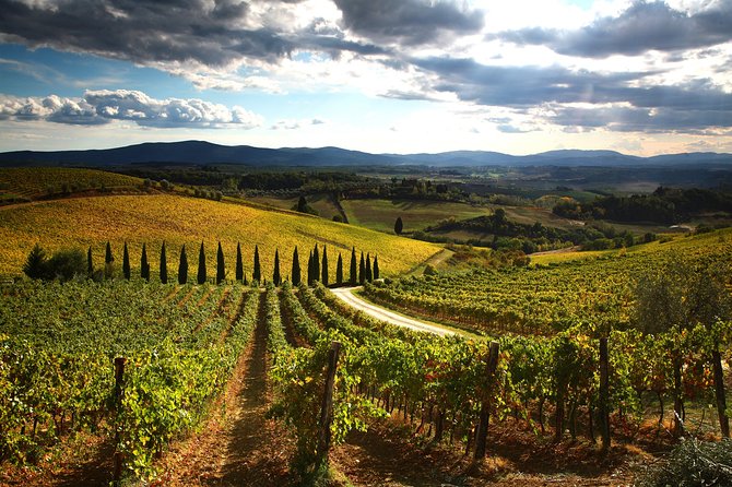 Tuscany Hiking Tour from Siena Including Wine Tasting - Walking the Via Francigena through olive groves