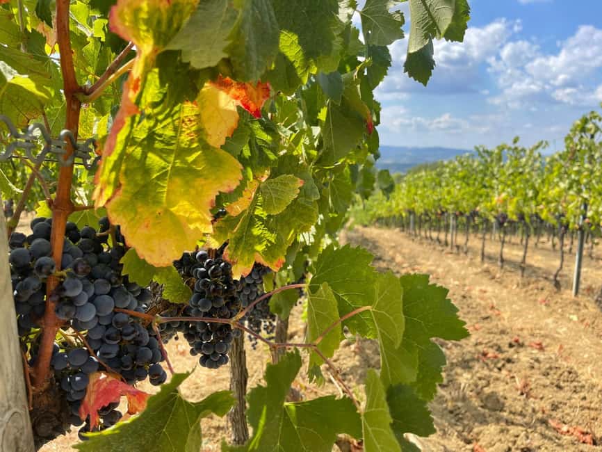 Tuscany Wine Tour : 2 Wineries & San Gimignano from Florence - A second estate near San Gimignano