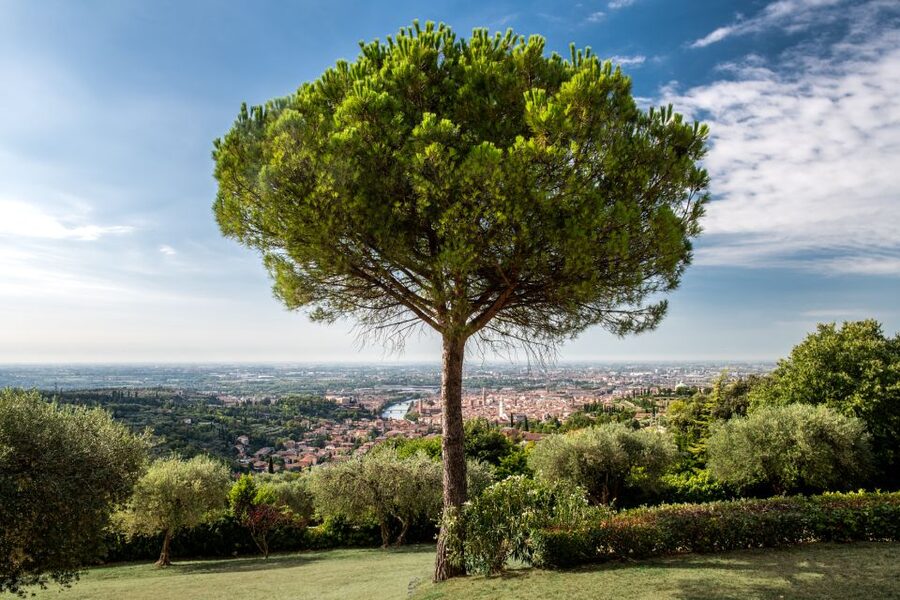 Verona: Wine Tasting with Snacks and Panoramic Views - Getting there from Verona