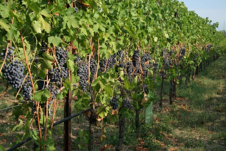 Verona: Wine Tasting with Snacks and Panoramic Views - Who will enjoy this most?
