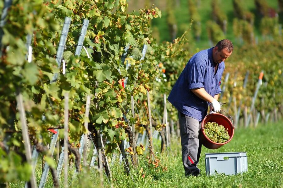 Vineyard Sips: Family Winery Tour & Gourmet Tasting in Corfu - Key points at a glance