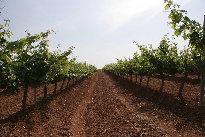 Visit and wine tasting with sausage and BODEGA PIRINEOS cheese - Is $24.14 good value?